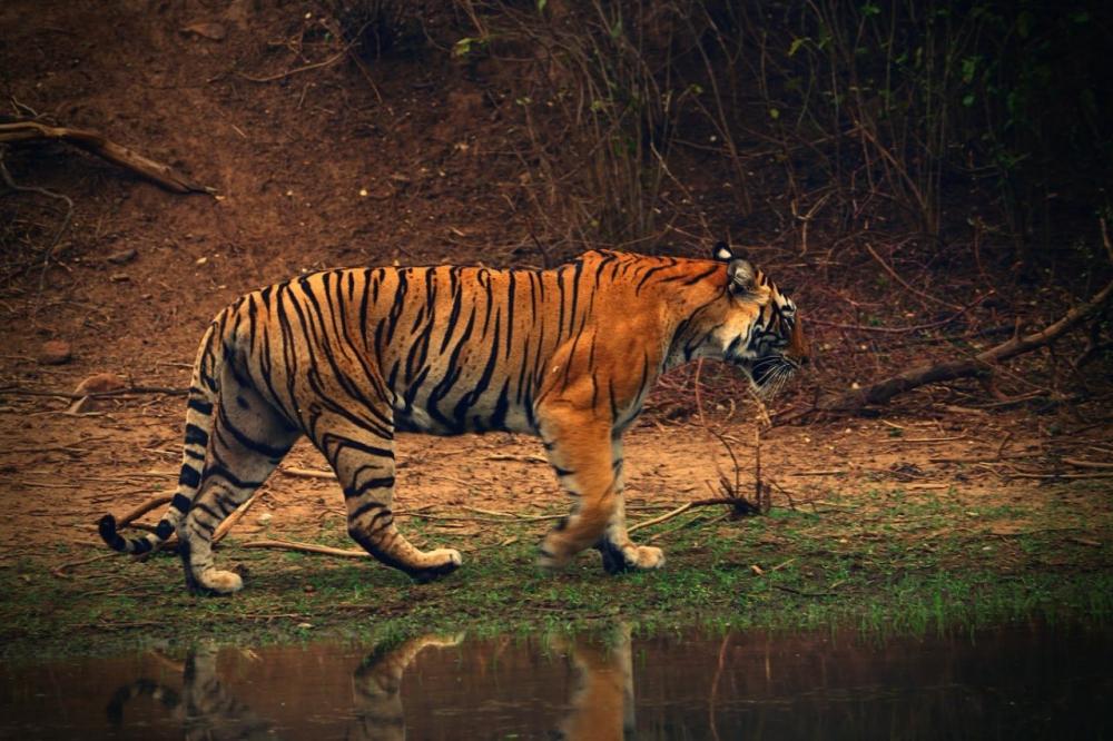 The Weekend Leader - Dudhwa, Pilibhit Tiger Reserve opening deferred